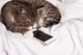 Cat looks into the phone Royalty Free Stock Photo