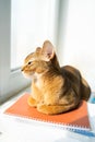 Smart cat lying on notebooks. Red kitten of Abyssinian breed sitting on windowsill near window. Learning funny fur Royalty Free Stock Photo