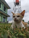 smart cat and very cute iiiii Royalty Free Stock Photo