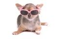 Smart Chihuahua Puppy Wearing Sun Glasses Royalty Free Stock Photo
