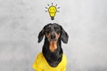 Smart and clever dog dachshundwith a light bulb with a smile, over your head. having an idea