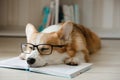 Smart corgi dog laying on book sleeping in glasses