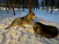 Smart couple Siberian husky dog sitting on snow in winter forest.