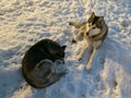 Smart couple Siberian husky dog sitting on snow in winter forest.