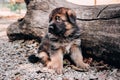 Smart curious puppy with big eyes. A beautiful little black - and-red German shepherd puppy sits in nature against the background Royalty Free Stock Photo