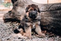 Smart curious puppy with big eyes. A beautiful little black - and-red German shepherd puppy sits in nature against the background Royalty Free Stock Photo