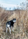 Smart cute and blue eyes husky