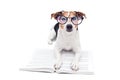 Smart cute dog lying with open book in eyeglasses