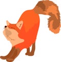 Smart cute red fox stretching with big fluffy tail