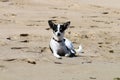 Smart, cute and sad small dog on the beach
