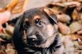 Smart and cute young shepherd and service dog. Portrait of a charming beautiful black and red German shepherd puppy with big Royalty Free Stock Photo