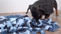 Smart dachshund dog is looking for delicious dried treats in soft washable textile snuffle mat and eating them, running