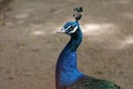 A smart deep blue peacock in a zoo