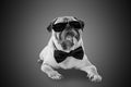 Smart detective cute pug dog with sunglasses and suit Bow Tie