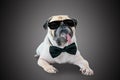 Smart detective cute pug dog with sunglasses and suit Bow Tie. Royalty Free Stock Photo