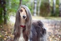 Smart dog Afghan hound with ideal data stands in the autumn forest and looks into the camera. Royalty Free Stock Photo