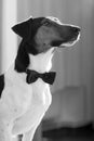 Smart dog with bow tie