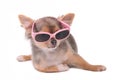 Smart dog.Chihuahua Puppy With Sunglasses Royalty Free Stock Photo