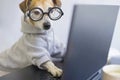 Smart dog in glasses working with computer. Royalty Free Stock Photo