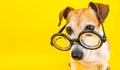 Smart dog in glasses on yellow backgeound. Horizontal banner. Back to school theme. Royalty Free Stock Photo