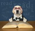 Dog labrador smart reads book at desk 2