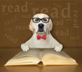 Dog labrador smart reads book at desk