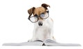 Smart dog reading book Royalty Free Stock Photo