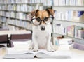 Smart dog reading book Royalty Free Stock Photo