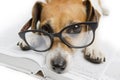 Smart dog reading book Royalty Free Stock Photo