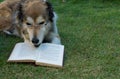 Smart dog reading a book Royalty Free Stock Photo