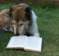 Smart dog reading a book Royalty Free Stock Photo