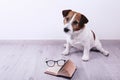 Smart dog reading book Royalty Free Stock Photo