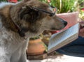 Smart dog reading a book Royalty Free Stock Photo