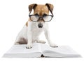 Smart dog reading book Royalty Free Stock Photo