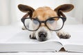 Smart dog reading book Royalty Free Stock Photo