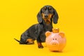 Smart dog sitting next to pink piggy bank in crown, investing pocket money Royalty Free Stock Photo