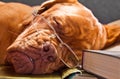 Smart Dog Sleeping in Books Royalty Free Stock Photo