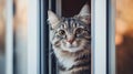 Smart door flap with facial recognition enabling secure pet access and exit for safety and convenience Royalty Free Stock Photo