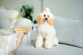 A smart dwarf poodle next to books on a table in a beautiful living room interior