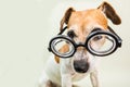 Smart educated dog in glasses. Funny pet jack russell terrier