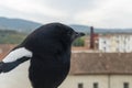 Smart eurasian magpie (Pica pica) posando para la camara en una cornisa de piedra. Young beautiful intelligent raven
