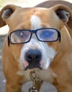 Smart experienced dog, Amstaff Royalty Free Stock Photo