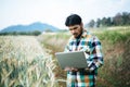 Smart farmer checking barley farm with laptop