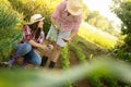 Smart farmer plating young tomato with IOT technology