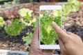 Smart farming business and technology concept. agronomist grower hands using holding smart phone taking photo of lettuce