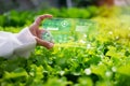 Smart farming concept. A woman holding a tablet showing information on plant growth status in a greenhouse.