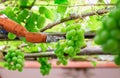 Smart farming and digital agriculture Robotic arm working in Fruit picking Grape fruit Royalty Free Stock Photo