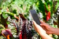 Smart farming and farm technology concept. Smart young asian farmer man using tablet to check quality and quantity of organic