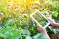 Smart farming with IoT internet of things, Growing potato seedling with infographics. Smart farming and precision agriculture 4.0