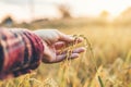 Smart farming and organic agriculture Woman studying the develop Royalty Free Stock Photo